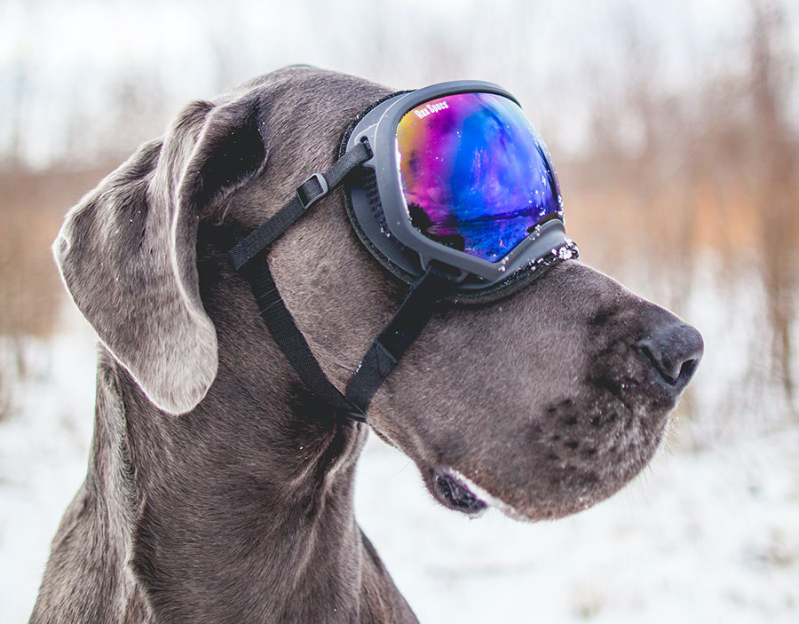 a dog wearing goggles