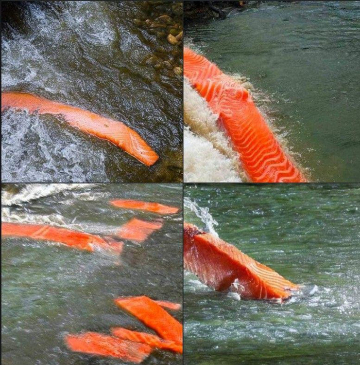 Salmon fillet being washed over a waterfall